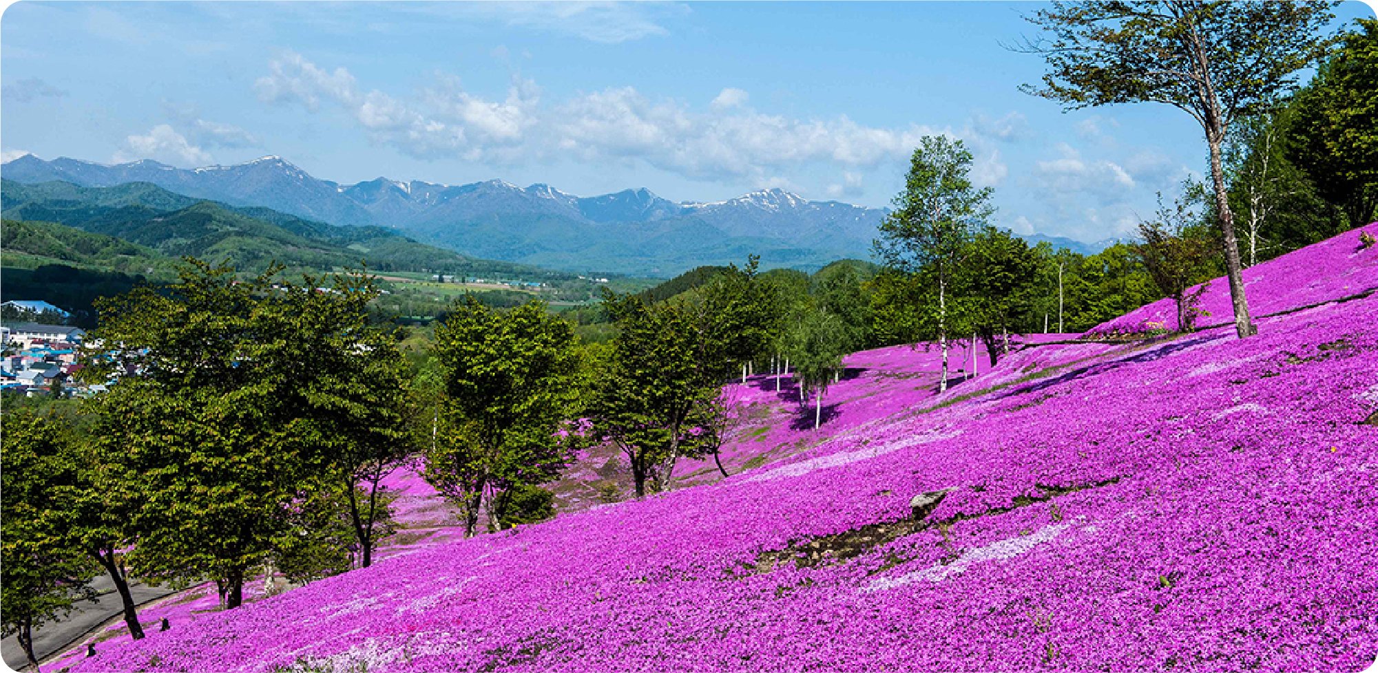 🌸 시바자쿠라 다키노우에 공원